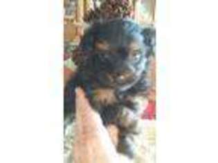 Shih-Poo Puppy for sale in Monett, MO, USA