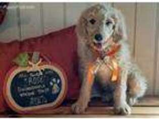 Goldendoodle Puppy for sale in Nowata, OK, USA