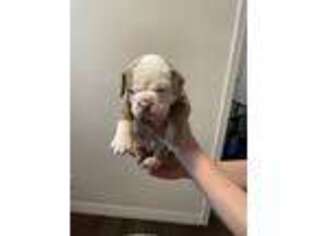 Olde English Bulldogge Puppy for sale in Flagstaff, AZ, USA