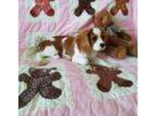 Cavalier King Charles Spaniel Puppy for sale in Wilmington, NC, USA