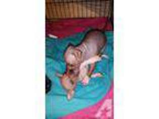 American Hairless Terrier Puppy for sale in PHILADELPHIA, PA, USA