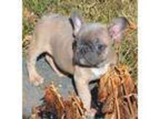 French Bulldog Puppy for sale in Longmont, CO, USA