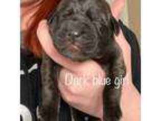 Bullmastiff Puppy for sale in Elverson, PA, USA