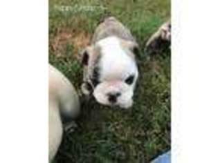 Bulldog Puppy for sale in Terry, MS, USA