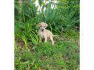 Great Dane Puppy for sale in Limestone, TN, USA
