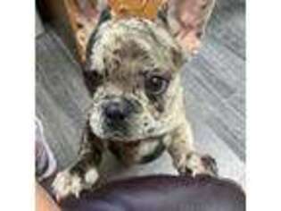 French Bulldog Puppy for sale in Elkhorn, NE, USA