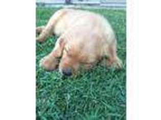 Golden Retriever Puppy for sale in Hamilton, MT, USA