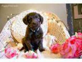 Labradoodle Puppy for sale in Rudy, AR, USA