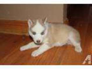 Siberian Husky Puppy for sale in SCOTTSVILLE, KY, USA