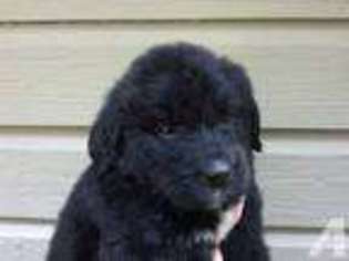 Newfoundland Puppy for sale in DOWLING PARK, FL, USA