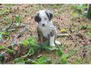 Miniature Australian Shepherd Puppy for sale in Naselle, WA, USA