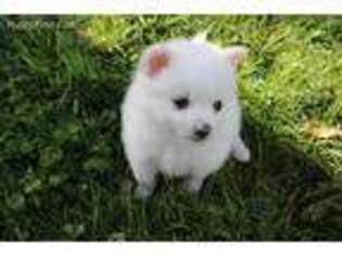 Pomeranian Puppy for sale in Fremont, MI, USA