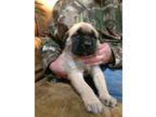 Mastiff Puppy for sale in Geraldine, AL, USA