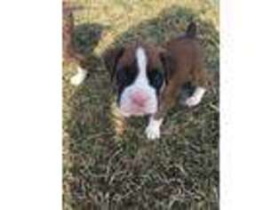Boxer Puppy for sale in Van Meter, IA, USA