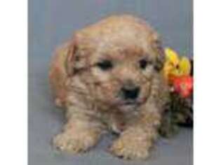 Goldendoodle Puppy for sale in Holden, MO, USA