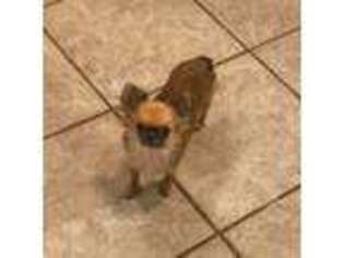 Chihuahua Puppy for sale in Purvis, MS, USA