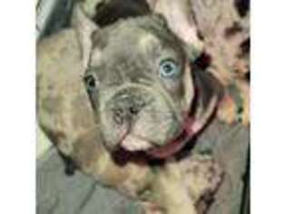 French Bulldog Puppy for sale in Eureka, CA, USA