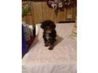 Mutt Puppy for sale in Clyde, TX, USA