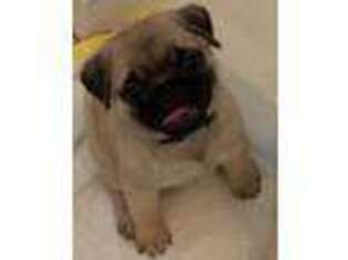 Pug Puppy for sale in Raleigh, NC, USA