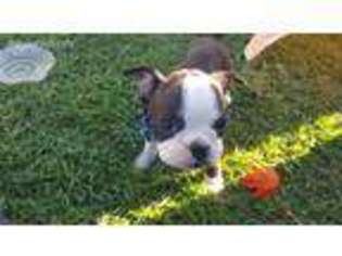 Boston Terrier Puppy for sale in Ivanhoe, CA, USA