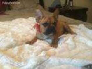 French Bulldog Puppy for sale in Jacksonville, TX, USA