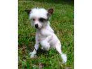 Chinese Crested Puppy for sale in Westminster, SC, USA
