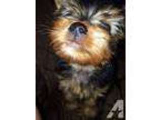 Yorkshire Terrier Puppy for sale in COLTON, CA, USA