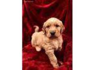 Golden Retriever Puppy for sale in Clayton, WA, USA