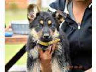German Shepherd Dog Puppy for sale in Suffolk, VA, USA