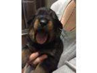 Rottweiler Puppy for sale in Rockport, TX, USA