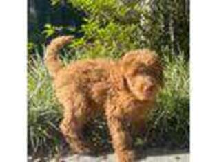 Labradoodle Puppy for sale in Plant City, FL, USA
