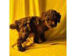 Mutt Puppy for sale in Corona, NY, USA