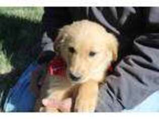 Golden Retriever Puppy for sale in Wiley, CO, USA