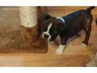 Boston Terrier Puppy for sale in Salisbury, NC, USA