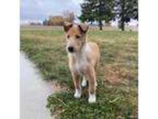 Collie Puppy for sale in Genoa, OH, USA