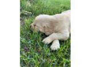 Golden Retriever Puppy for sale in North Logan, UT, USA