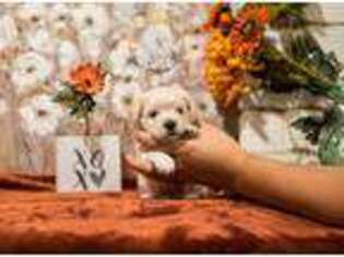 Havanese Puppy for sale in Leesburg, VA, USA
