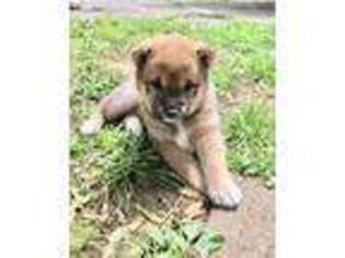 Shiba Inu Puppy for sale in Frederick, MD, USA