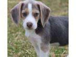 Beagle Puppy for sale in Holcombe, WI, USA