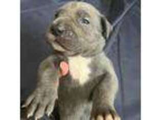 Great Dane Puppy for sale in Nashville, TN, USA