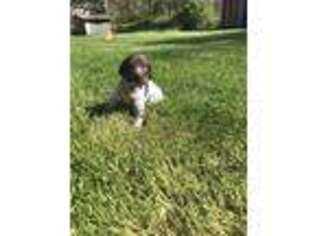German Shorthaired Pointer Puppy for sale in Hillsboro, OR, USA