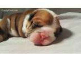 Bulldog Puppy for sale in Brunswick, OH, USA
