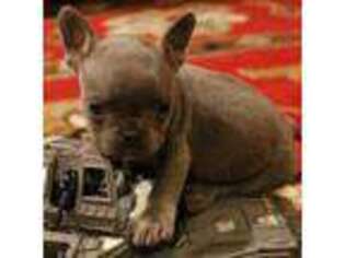 French Bulldog Puppy for sale in Afton, WY, USA