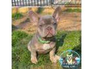 French Bulldog Puppy for sale in Stockbridge, GA, USA