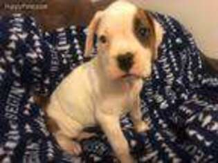 Boxer Puppy for sale in Lakeland, FL, USA