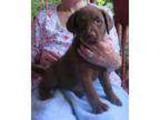 Chesapeake Bay Retriever Puppy for sale in Stephentown, NY, USA