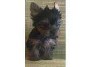 Yorkshire Terrier Puppy for sale in Greenwood, SC, USA