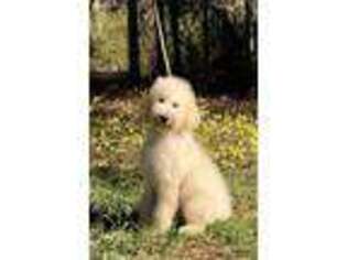 Goldendoodle Puppy for sale in Deland, FL, USA