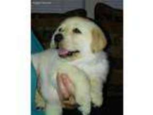 Labrador Retriever Puppy for sale in Silver Springs, NV, USA