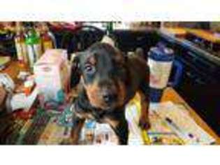Doberman Pinscher Puppy for sale in Hasbrouck Heights, NJ, USA